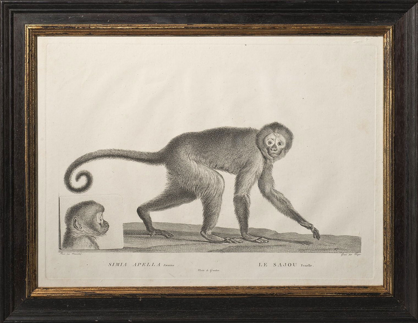 Le Sajou, Engraving by Miger, 1800 - Luke Honey | Antiques, Chess, Backgammon & Games