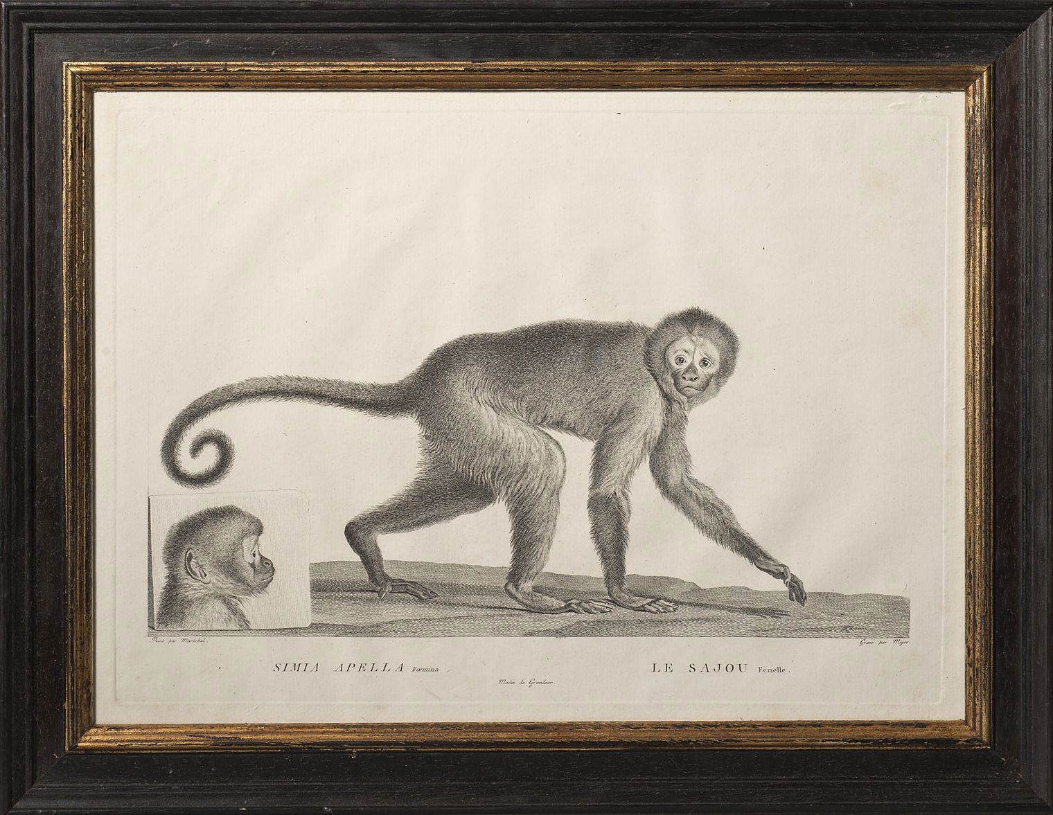 Le Sajou, Engraving by Miger, 1800 - Luke Honey | Antiques, Chess, Backgammon & Games